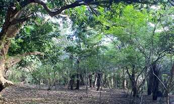 Imagem 4: MATA DE SÃO JOÃO - Terreno Padrão - Praia do Forte