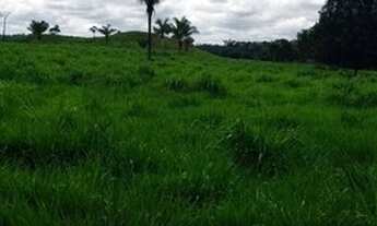 Imagem 6: Fazenda 210 alqueires Entre Espigão D' Oeste e Pimenta Bueno