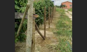 Imagem 7: Chácara com 600 pés de pimenta do reino