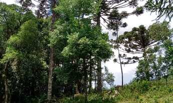 Imagem 4: Fazenda/Sítio/Chácara para venda com 10000 metros quadrados em Criúva