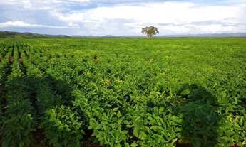 Imagem 2: Fazenda para Venda em Silvanópolis