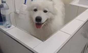 Imagem 5: Pet Shop no centro de Campinas