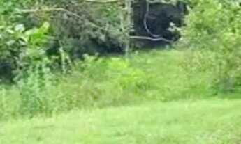 Imagem 4: Sítio à venda no Rio das Pedras, em Apiaí/SP 12 alqueires