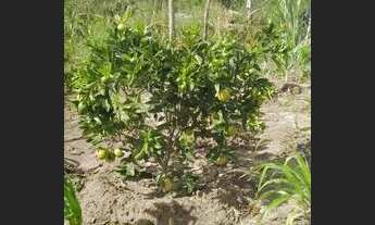 Imagem 5: Vendes casa em irara