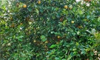 Imagem 4: Chácara Vende se ou troca