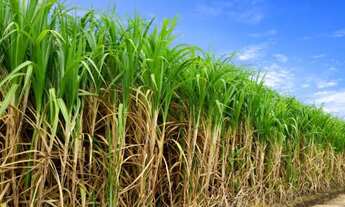 Imagem: 95 cana em União Paulista