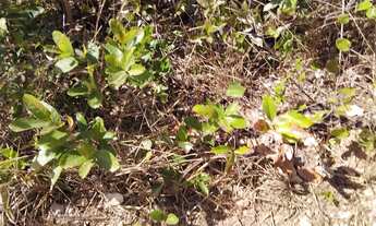 Imagem 7: VENDO OU TROCO CHÁCARA EM JABOTICATUBAS-MG