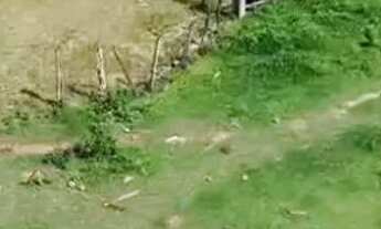 Imagem 5: ? CHÁCARA À VENDA - SANCLERLÂNDIA/GO ?