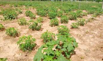 Imagem 4: Sitinho Cosmorama, 28 mil metros valor 280mil