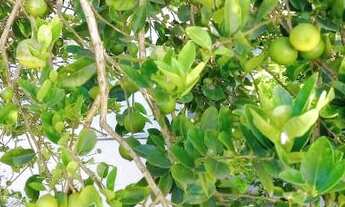 Imagem 7: Linda casa de 3 quartos, Suíte e Piscina