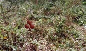 Imagem 4: LAPA - Fazenda - Mato Preto