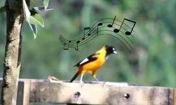 Imagem 4: Aluguel casa temporada perto Guaramiranga