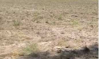 Imagem 6: Fazenda de Soja à venda em Gurupi - TO