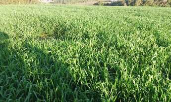 Imagem 7: ITAPETININGA - RURAL - ÁREA RURAL DE ITAPETININGA