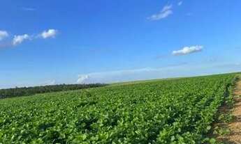 Imagem 7: Fazenda 180ha entre Amambai e Coronel Sapucaia-MS