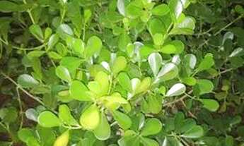 Imagem 3: Casa Casa com 3 dormitórios