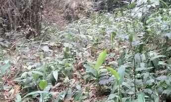 Imagem 5: Sitio de 5 Alq, Doc OK!! a 3Km do Centro de Morretes!!!