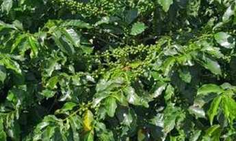 Imagem 7: Fazenda / Sítios / Chácaras com 2 dormitórios à venda em Machado