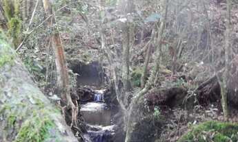 Imagem 4: Sitio localizado em São Francisco de Paula