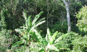 Imagem 4: Terreno para Venda em Pântano do Sul Florianópolis-SC - 190T