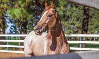 Imagem: Terreno - Residencial Haras Patente - Jaguariúna