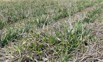 Imagem 3: Preço de lançamento