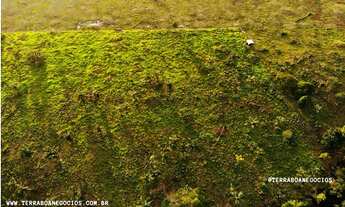 Imagem 2: FAZENDA 84 ALQUEIRES 50 ALQUEIRES DE ABERTURA CANDEIAS DO JAMARI/RO