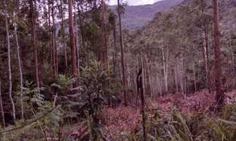 Imagem 5: Área à venda, 20978 m² por R$ 250.000,00 - Vila Olinda - Nova Petrópolis/RS