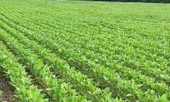 Imagem 4: Fazenda de Soja à venda em Gurupi - TO