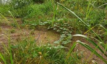 Imagem 4: Excelente Fazenda 107 alqueires município de Palmas Tocantins