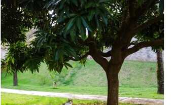 Imagem 6: Casa venda tem 220 metros quadrados com 3 quartos