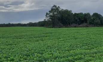 Imagem 2: Fazenda de Soja à venda em Gurupi - TO