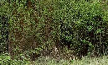 Imagem 3: Sitio São Jeronimo/São João à Venda em Triunfo-PE