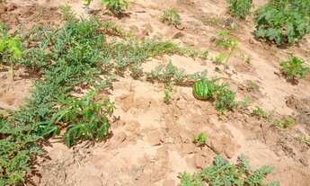 Imagem 2: Sitinho Cosmorama, 28 mil metros valor 280mil