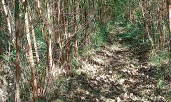 Imagem 3: São Miguel Arcanjo - Chácara - Zona Rural