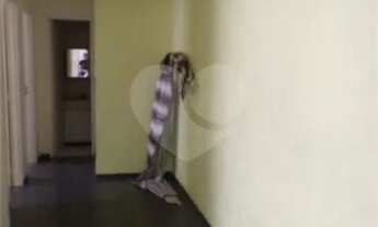 Imagem 2: Ótimo Apartamento - 02 quartos - Tomás Coelho