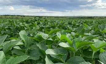 Imagem 6: Fazenda 180ha entre Amambai e Coronel Sapucaia-MS