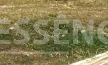 Imagem 7: Lote à venda com 300m2 - Jardins Porto