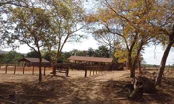 Imagem 5: Fazenda 65 alquires em Baliza GO