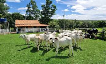 Imagem 3: Imóvel para venda possui 1010000 metros quadrados em Centro - Arinos - MG
