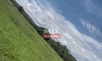 Imagem 7: Fazenda 26 alqueires (125,84 hectares ) Goianésia - Go