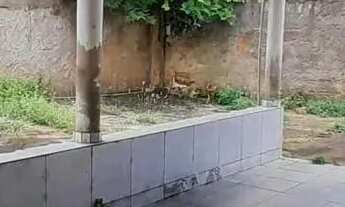 Imagem 5: Lote em Vila Brasília - Aparecida de Goiânia - GO