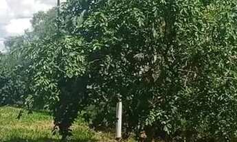 Imagem 4: Casas ,café mecanizados