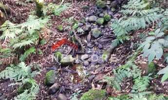 Imagem 7: Lote em Rua da Carapina - Vale do Carapina - São Francisco de Paula/RS