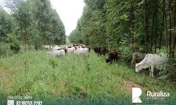 Imagem 3: João Pinheiro - MG 2km das margens do rio Santo Antônio