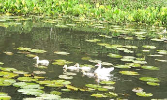 Imagem 6: Sítio Lindo-Guapimirim, venha celebrar seu Final de Semana com amigos e família aqui !