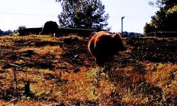 Imagem 5: Terreno à venda, 681 m² por R$ 150.000 - Pinhal Alto - Nova Petrópolis/RS