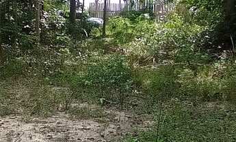 Imagem: Terreno 10x30 localizado em Porto Novo na