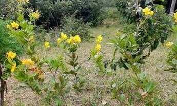 Imagem 4: Fazendinha à 13km depois de Lagoa Santa, terra roxa e ótima topografia !