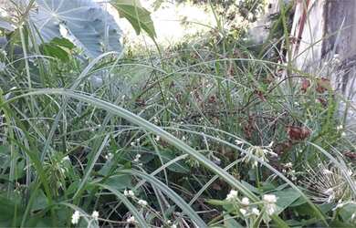 Imagem 11: Terreno no Jardim São Bento com todas as aprovações de todos os órgãos pronto para constru